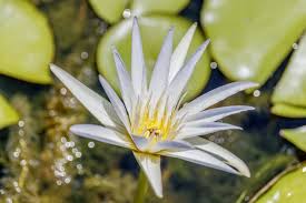 Image result for Daubenya