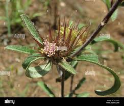 Image result for Dicoma anomala