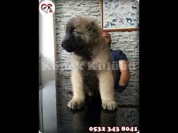 Kafkas Coban Kopegi 0532 343 8041 Http Www Kopek Tc Kafkas Coban Kopegi Htm Kopek Kulubu Kafkas Coban Kopegi Yavrulari Kafkas Coban Ko Coban Kopegi Kopek