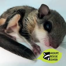 This business listing is provided by Davis Pet Hospital Inc Home Facebook