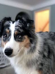 One of his eyes is completely blue while the other has a bit of brown on the bottom: Why Do Australian Shepherds Have Different Colored Eyes