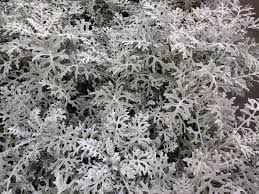 Image result for Senecio ruwenzoriensis