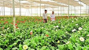 More Farmers In Telangana Turn To Exotic Crop Cultivation