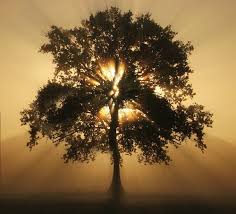 Tree Of Light Nature Photography Nature Tree Photo Tree