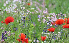 Which flowers mean love, hope, healing, and good luck? How To Create A Wildflower Meadow In The Garden