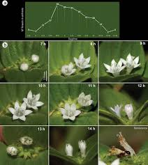 Image result for Richardia brasiliensis