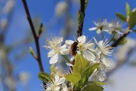 Following the flowering, the tree looks a bit sad and the leaves curl in places but no sign of pests. Why Are There No Plums On My Tree Perfect Plants