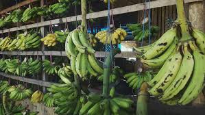 Promo harga terkini harga buah pisang di giant, carrefour, superindo, lottemart hari ini. Mengenal 8 Jenis Pisang Yang Paling Sering Ditemui Beritabaik Id