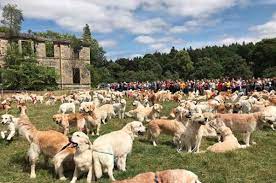 7 golden retriever puppies for sale 4 boys 3 girls. 361 Golden Retrievers Met Up In Scotland To Celebrate Their Breed S Birthday
