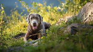 We did not find results for: Silver Lab What To Know About This Stunning Retriever Perfect Dog Breeds