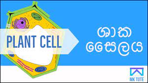 Maybe you would like to learn more about one of these? Plant Cell In Sinhala Youtube