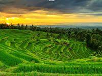 Sangat hal yang menarik, bromo menjadi sangat ramai ketika para pengunjung menyaksikan matahari terbit (sunrise) pada pagi hari. 9 Ide Sawah Pemandangan Alam Pedesaan