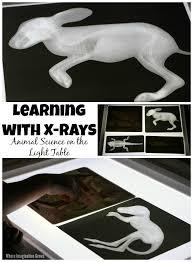 Animal X Rays On The Light Table Science Activities For Toddlers Science Activities Preschool Science Activities