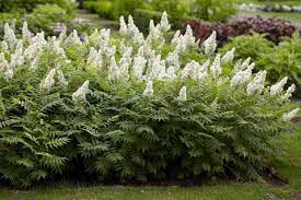 Astilbe Chinesis Milk And Honey False Spirea Monrovia Plants Garden Shrubs Spirea