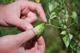 Image result for Pentarrhinum insipidum