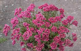 Image result for Crassula alsinoides