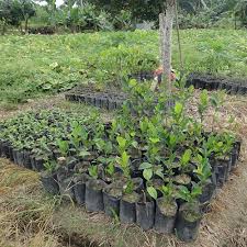 Feel free to contact us! Buy Soursop Plants Online India Soursop Plants For Sale Amelia Organic Products