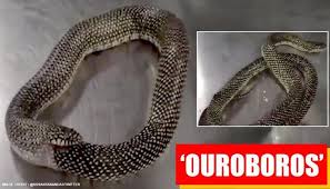 Click here to play classic snake game online. Video Of A Confused Snake Eating Itself Will Give You Goosebumps Watch