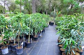 Check spelling or type a new query. Pokey S Lake Gem Citrus Nursery In Orlando
