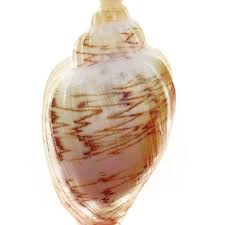 Roadnight S Volute I Love Her Very Uncommon Species Rare In Nsw But Uncommon In Southern Australian This Spec Sea Shells Jewel Of The Seas Livonia