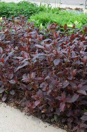 Image result for Lysimachia angustiloba