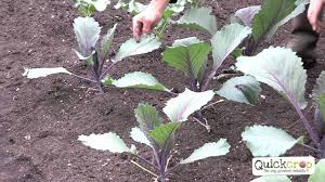 Check spelling or type a new query. How To Grow Cabbage A Step By Step Guide Youtube