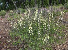 Image result for Baphia speciosa