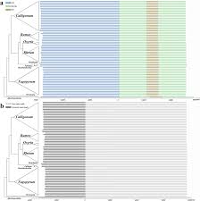 Image result for Afrobrunnichia erecta