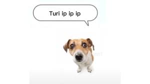 Turi Ip Ip Ip | Know Your Meme