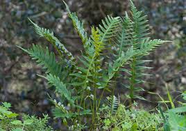 Image result for Polypodiaceae