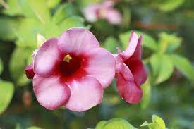 How Do I Care For My Dipladenia Plant Hunker Flowering Vine Plants Plants Flower Care