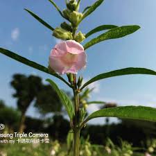 Image result for Sesamum radiatum