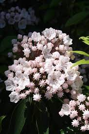 There are many plants that go by the name of laurel, and a few in particular. How To Grow And Care For Mountain Laurel Hgtv