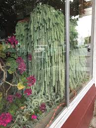 Burro's tail is one of the succulents that grow tall. Originally Posted In R Houseplants But Look At This 75 Y O Burro S Tail I Saw Yesterday Insane Succulents