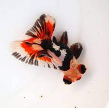 Black moor are believed to originate from china in the 1400s. Butterfly Goldfish Pet Fish Goldfish Aquarium Goldfish