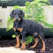 Black And Tan Coonhound Puppies For Sale In Pa Marsha Doberman Pinscher Puppy For Sale In Pennsylvania Doberman Pinscher Puppy Doberman Pinscher Puppies