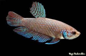 Male wild betta smaragdina guitar hybrid breeding with copper smaragdina female. Betta Smaragdina Blue Betta Aquainfo