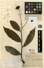 Image result for Hexalobus