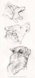 Pin By Character Design References On Creature Design Wolves Animal Sketches Animal Drawings Drawing Sketches