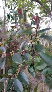 Image result for Catha edulis