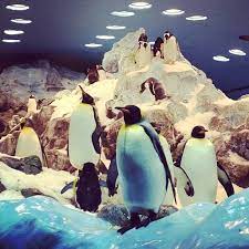 loro parque planet penguin tenerife canary islands tenerife penguins