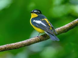 Image result for Fadogia fuchsioides