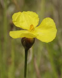 Image result for Xyris parvula