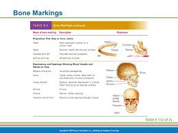 The Skeletal System Ppt Video Online Download