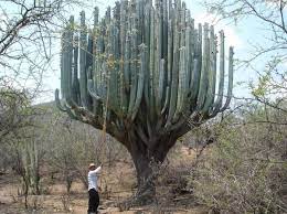 Adentrándose en el océano pacífico, pero situado a su vez entre éste y el mar de cortés, baja california sur conserva uno de los paisajes más atípicos. Mexico Alberga El Mayor Santuario De Cactus Del Mundo Con Bajapress