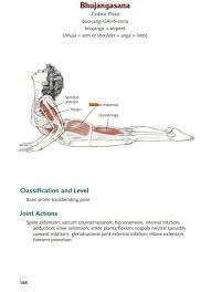 Stretch Glute Gluteus Maximus Yoga Anatomy Cobra Pose Anatomy