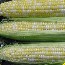 Lastly, add the sliced green onion tops, and stir again. Ambrosia Hybrid Bi Color Sweet Corn Seeds Everwilde Farms