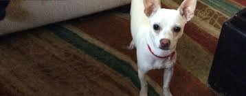 We did not find results for: Bull Terrier Chihuahua Mix Online