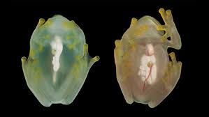 Image result for glass frog