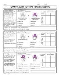 A commonly discussed punnett square is the dihybrid cross. Punnett Squares For Autosomal Traits Biology Homework Worksheet Tpt